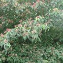 Cornus amomum fruit P1D P2C